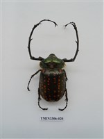 藏品(長臂金龜)的圖片